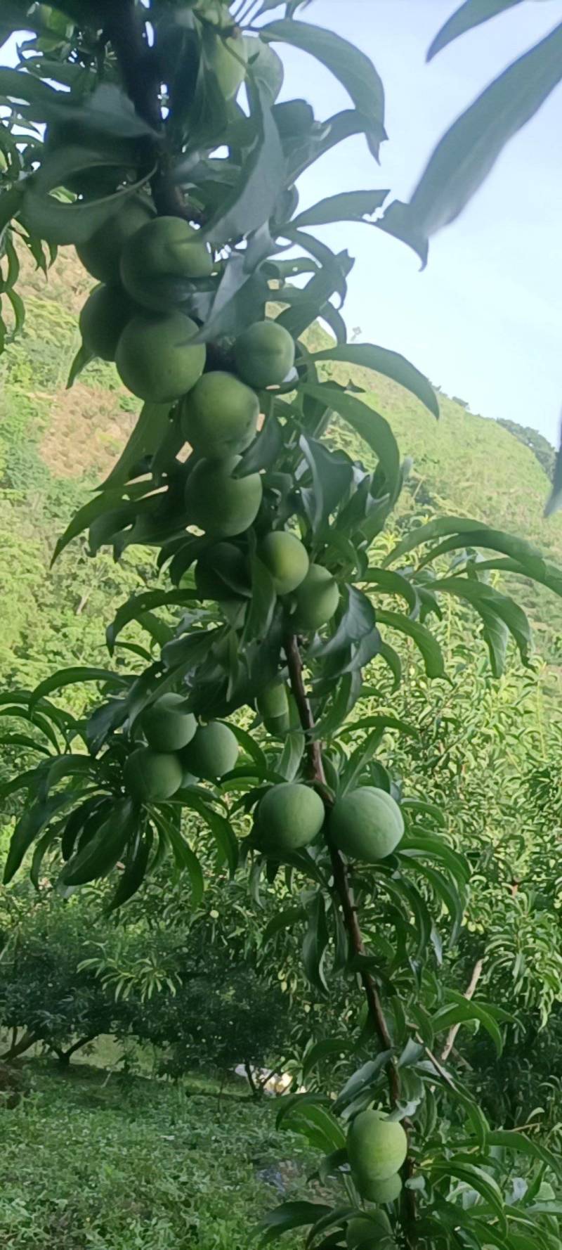卖蜂糖李