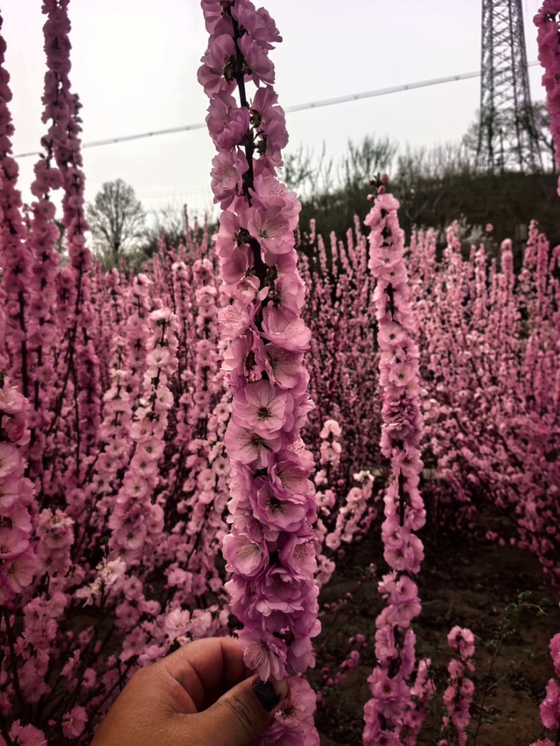 榆叶梅苗