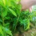 正宗名贵海南沉香树苗奇楠沉香苗木沉香树苗**绿植沉香木苗