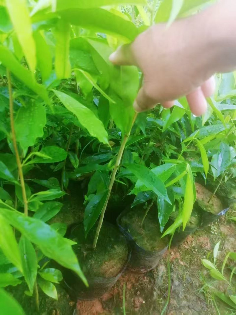 正宗名贵海南沉香树苗奇楠沉香苗木沉香树苗**绿植沉香木苗