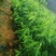 正宗名贵海南沉香树苗奇楠沉香苗木沉香树苗**绿植沉香木苗