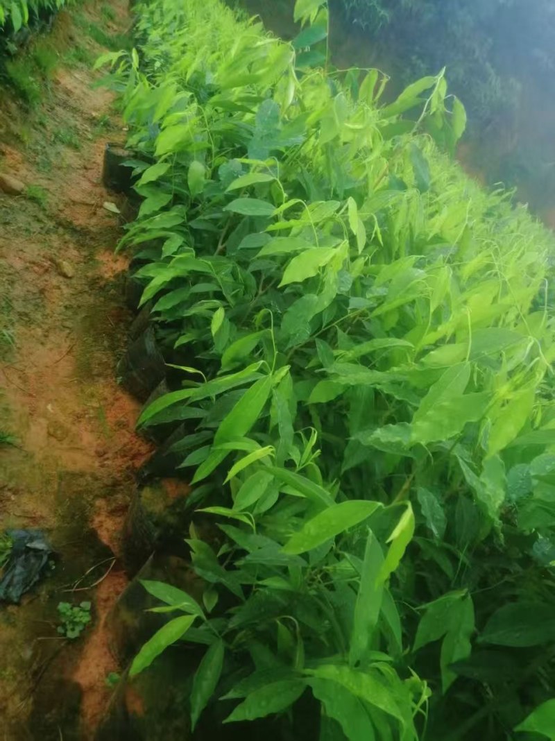 正宗名贵海南沉香树苗奇楠沉香苗木沉香树苗**绿植沉香木苗