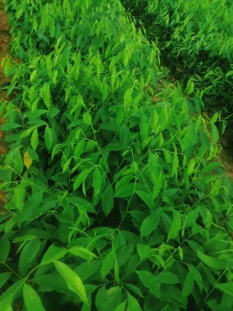 正宗名贵海南沉香树苗奇楠沉香苗木沉香树苗**绿植沉香木苗
