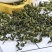 长白山刺五加茶东北特产新货