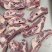 国产满肉牛胸骨
