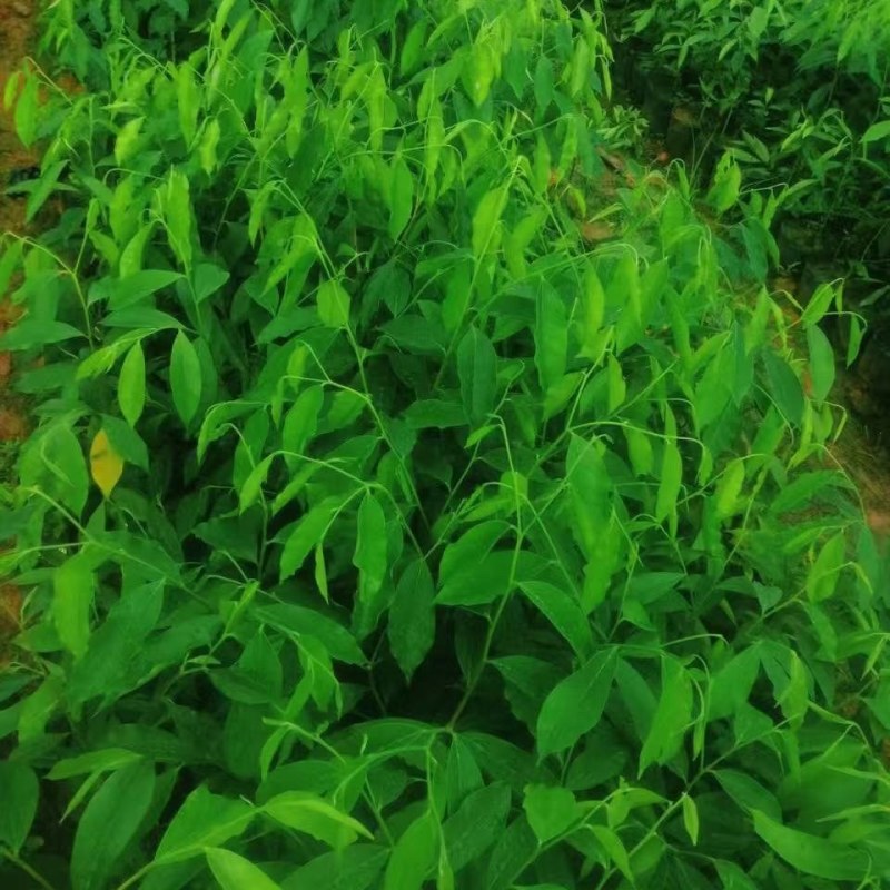 正宗名贵海南沉香树苗奇楠沉香苗木沉香树苗**绿植沉香木苗