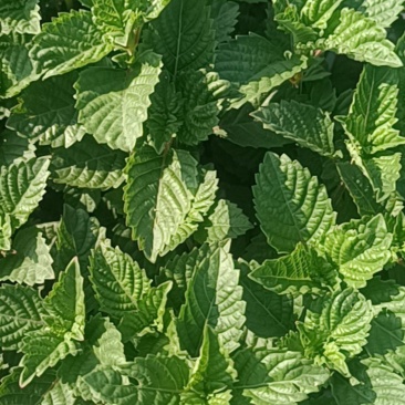 凉粉草