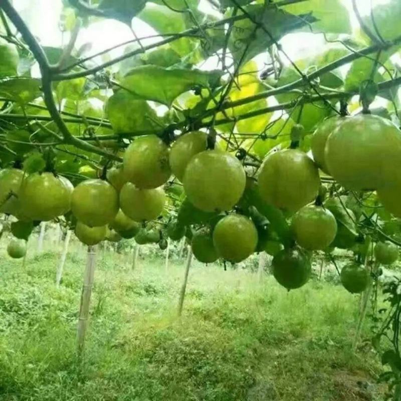 百香果