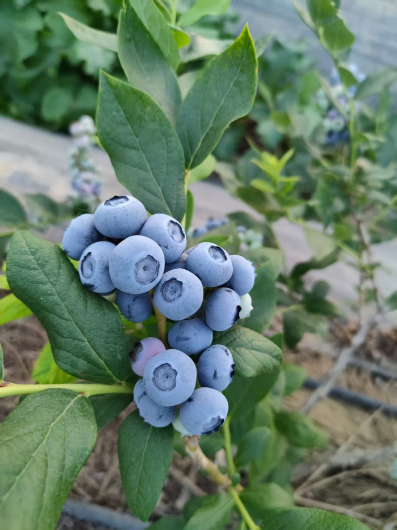 蓝莓