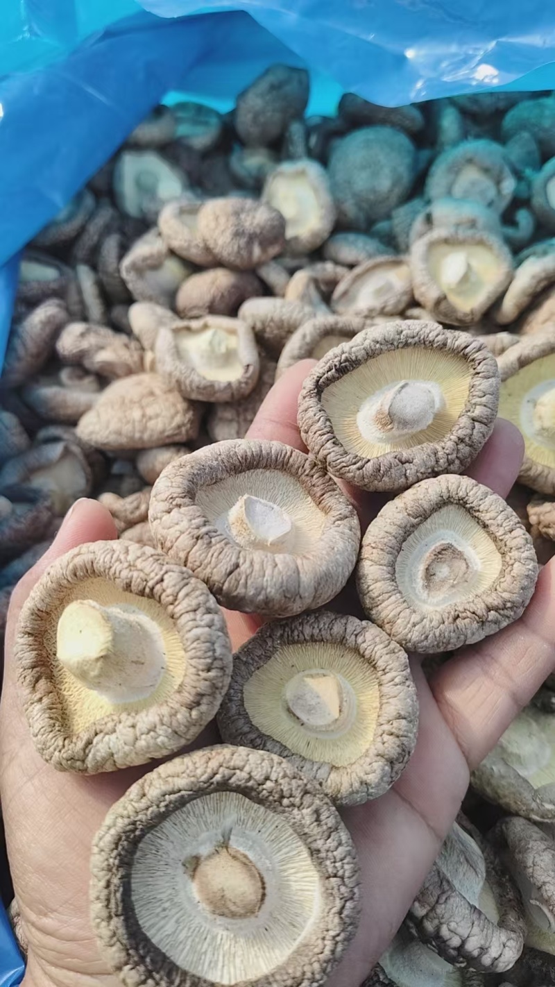 香菇干香菇精品干香菇对接批发采购欢迎电话咨询