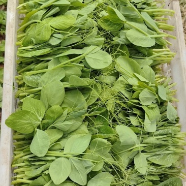 豌豆苗地栽苗