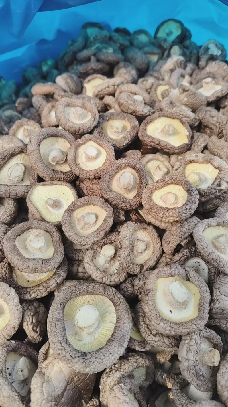 【精】香菇，干香菇，对接批发采购，大量供货，欢迎来电
