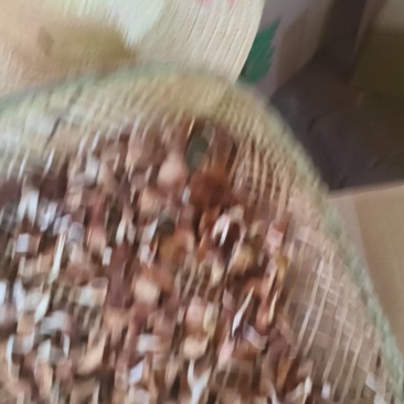 云南蘑菇