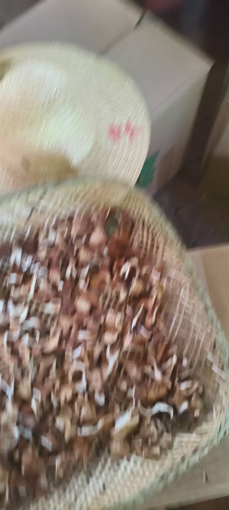 云南蘑菇