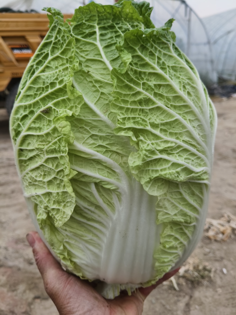 白菜苗，早熟耐热适应性强，大白菜苗。大白菜苗