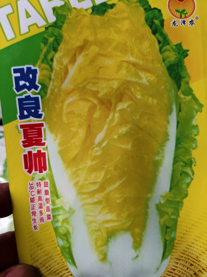 白菜苗，早熟耐热适应性强，大白菜苗。大白菜苗