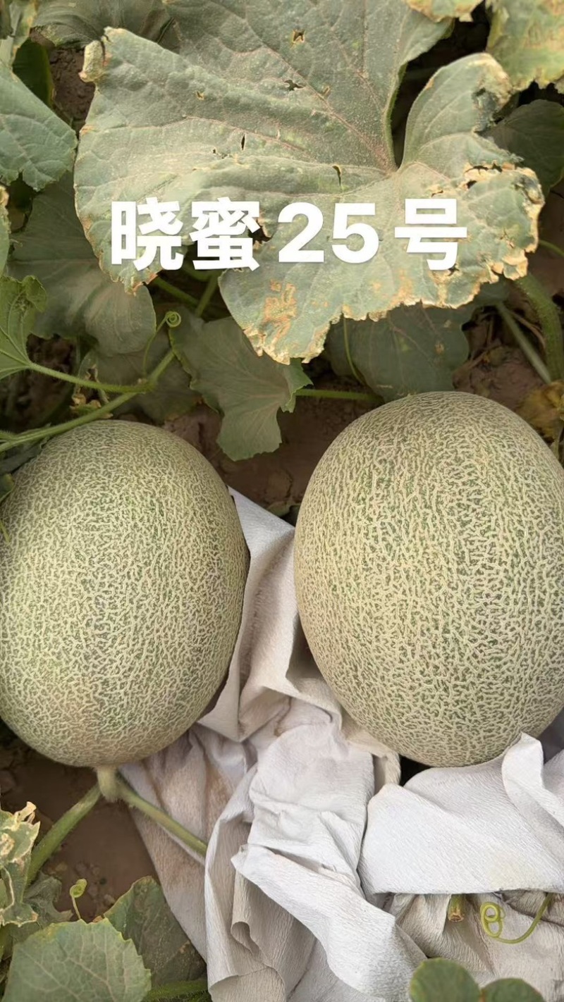 甘肃晓蜜25号哈密瓜产地直发货源充足大量上市欢迎咨询