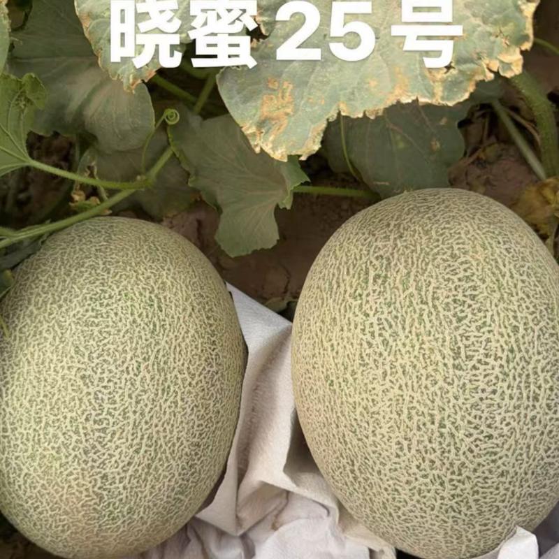 甘肃晓蜜25号哈密瓜产地直发货源充足大量上市欢迎咨询