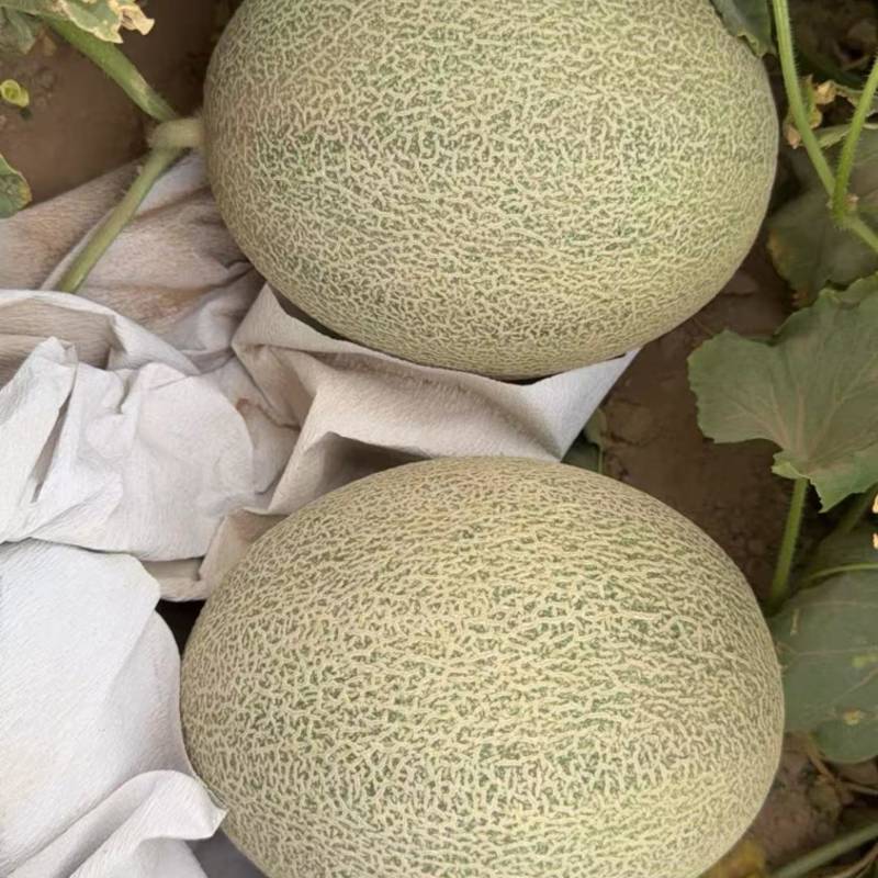 晓蜜25哈密瓜产地直发可视频看货量大从优