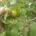 珍珠油杏