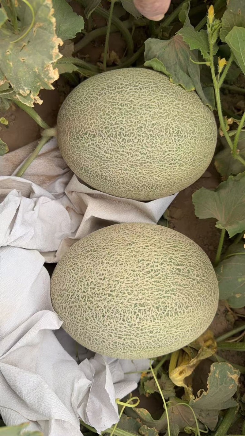 晓蜜25哈密瓜产地直发可视频看货量大从优