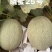 晓蜜25哈密瓜产地直发可视频看货量大从优