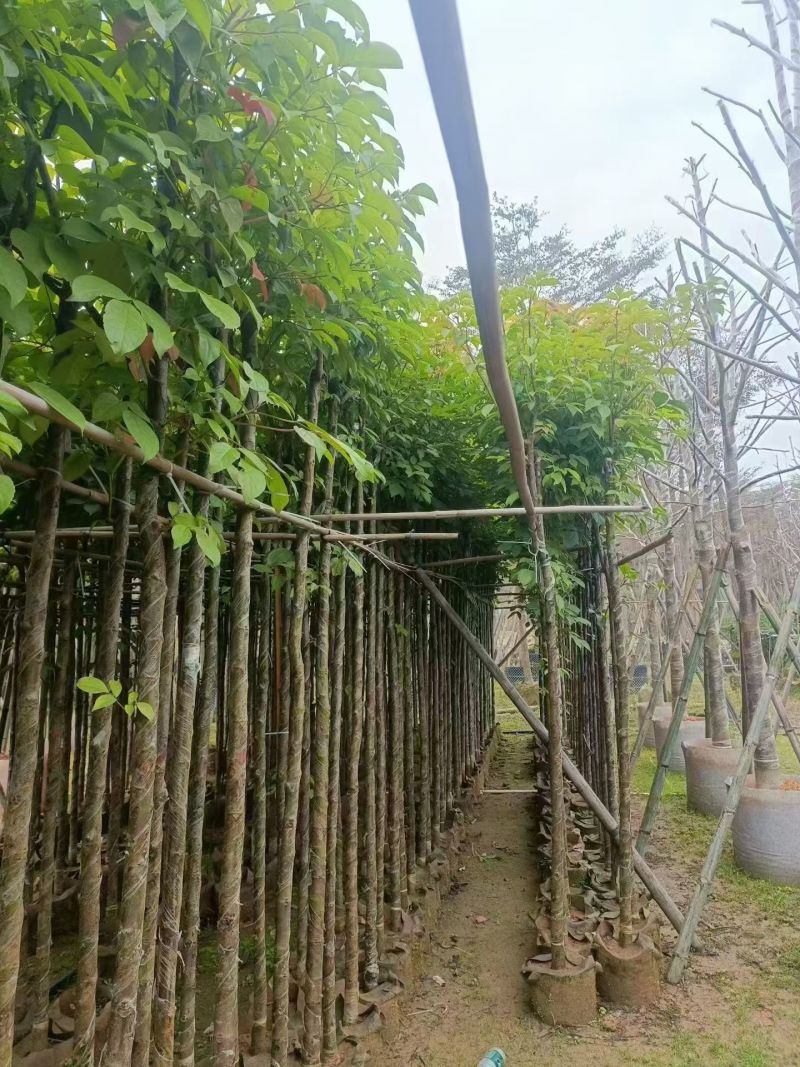 秋枫3-25分