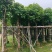秋枫3-25分