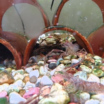 河虾