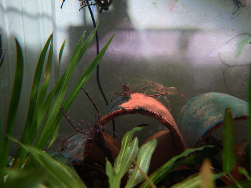 河虾