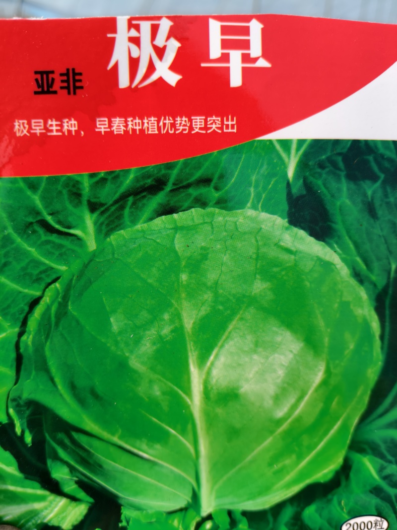 耐热耐裂抗病圆球形甘蓝苗牛心甘蓝苗