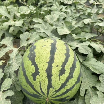 陕西甜王西瓜价格美丽质量好走货快对接全国量大从优欢迎询价