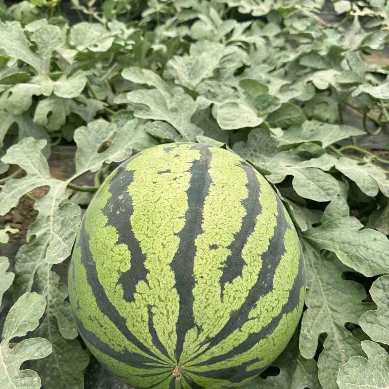 陕西甜王西瓜价格美丽质量好走货快对接全国量大从优欢迎询价