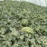 陕西甜王西瓜价格美丽质量好走货快对接全国量大从优欢迎询价