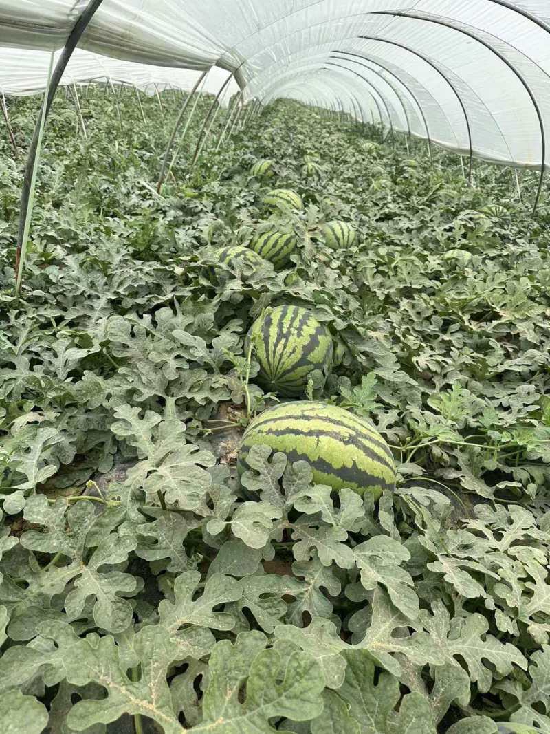 陕西甜王西瓜价格美丽质量好走货快对接全国量大从优欢迎询价