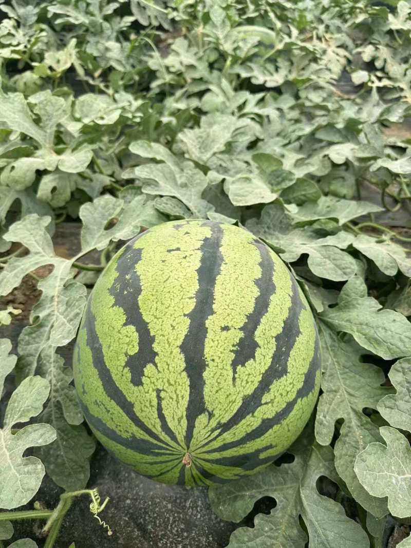 陕西甜王西瓜价格美丽质量好走货快对接全国量大从优欢迎询价