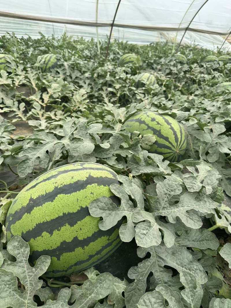 陕西甜王西瓜价格美丽质量好走货快对接全国量大从优欢迎询价