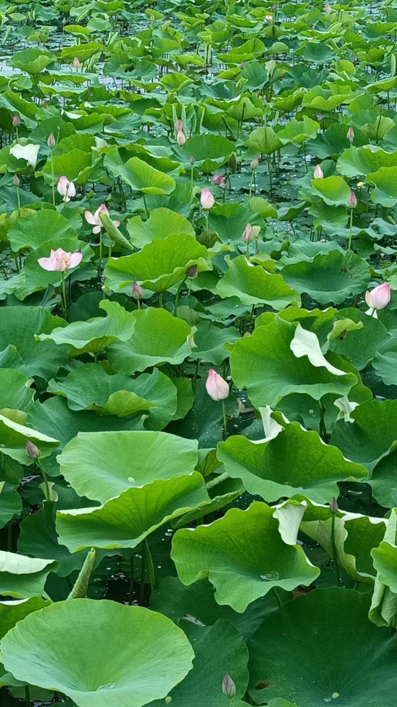 海南五指山水果莲蓬大量上市基地直供全国各地