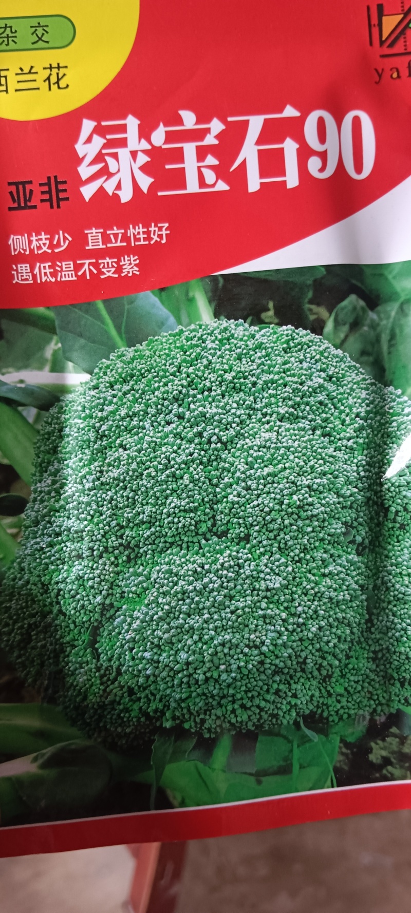 西兰花苗，炎秀西兰花苗，耐热适应性很强