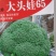 西兰花苗，炎秀西兰花苗，耐热适应性很强