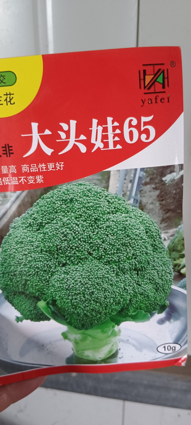 西兰花苗，炎秀西兰花苗，耐热适应性很强