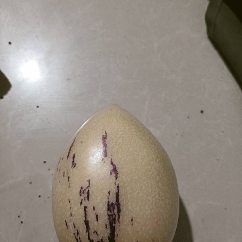 人参果