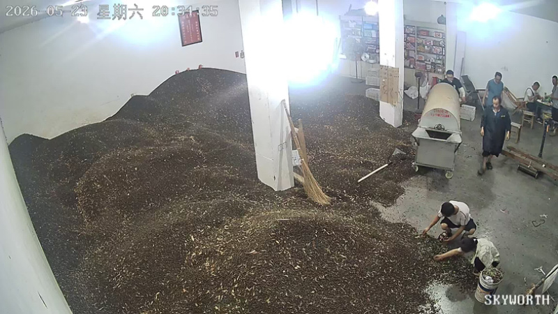 枳实落地果小柑橘大量现货产地直发大小规格都有货