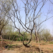 造型朴树基地，品种齐全，价格美丽，欢迎大家前来采购！朴树