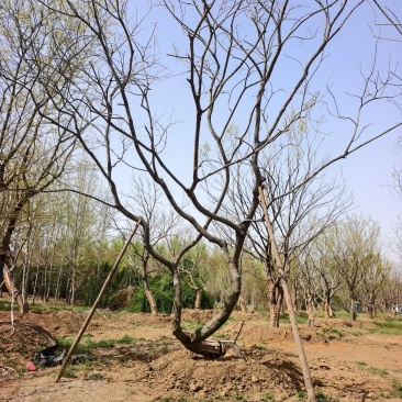 造型朴树基地，品种齐全，价格美丽，欢迎大家前来采购！朴树