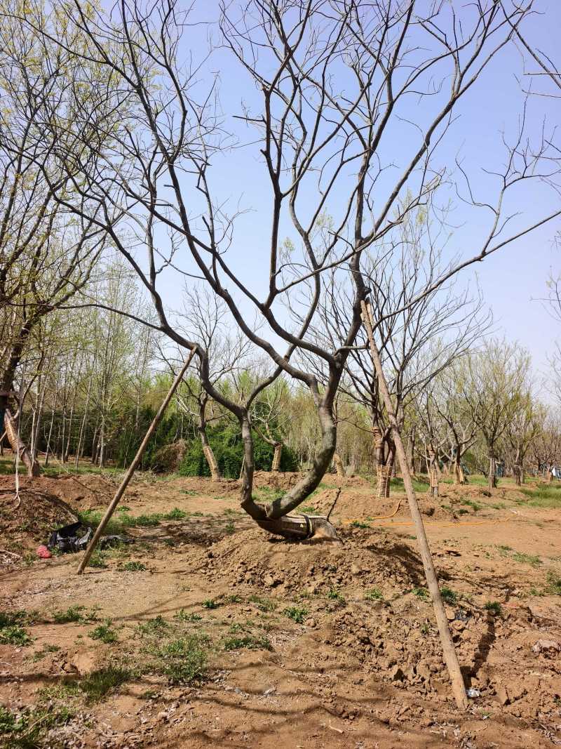 造型朴树基地，品种齐全，价格美丽，欢迎大家前来采购！朴树