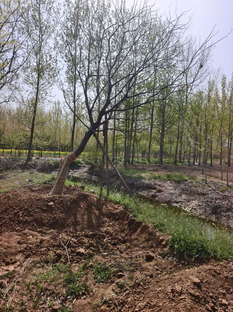 造型朴树基地，品种齐全，价格美丽，欢迎大家前来采购！朴树