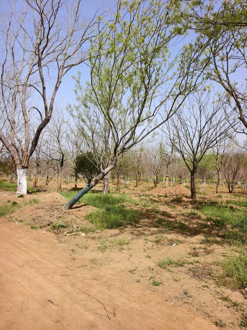 造型朴树基地，品种齐全，价格美丽，欢迎大家前来采购！朴树