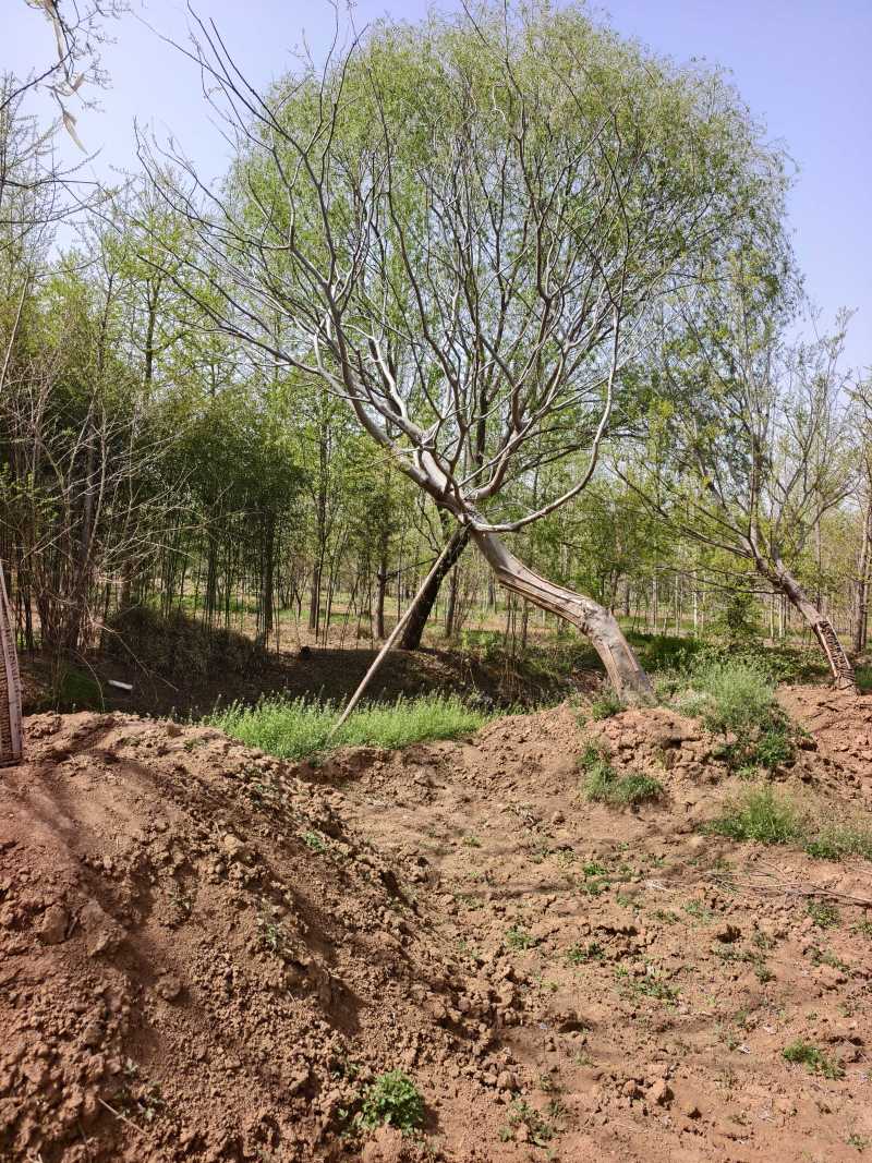 造型朴树基地，品种齐全，价格美丽，欢迎大家前来采购！朴树
