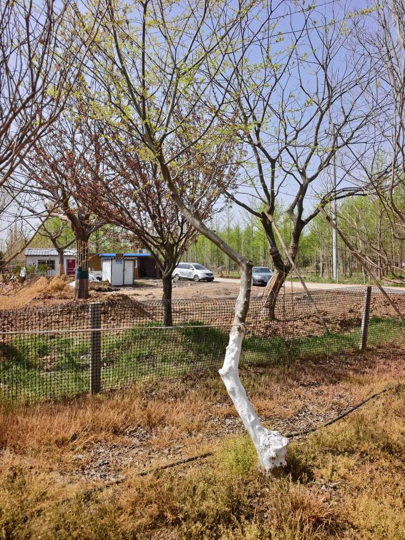 造型朴树基地，品种齐全，价格美丽，欢迎大家前来采购！朴树